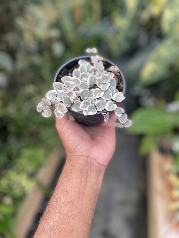 Variegated 'String of hearts'