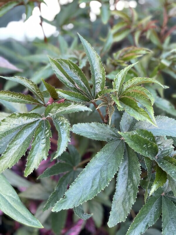 Palm Leaved begonia (Begonia luxurians)