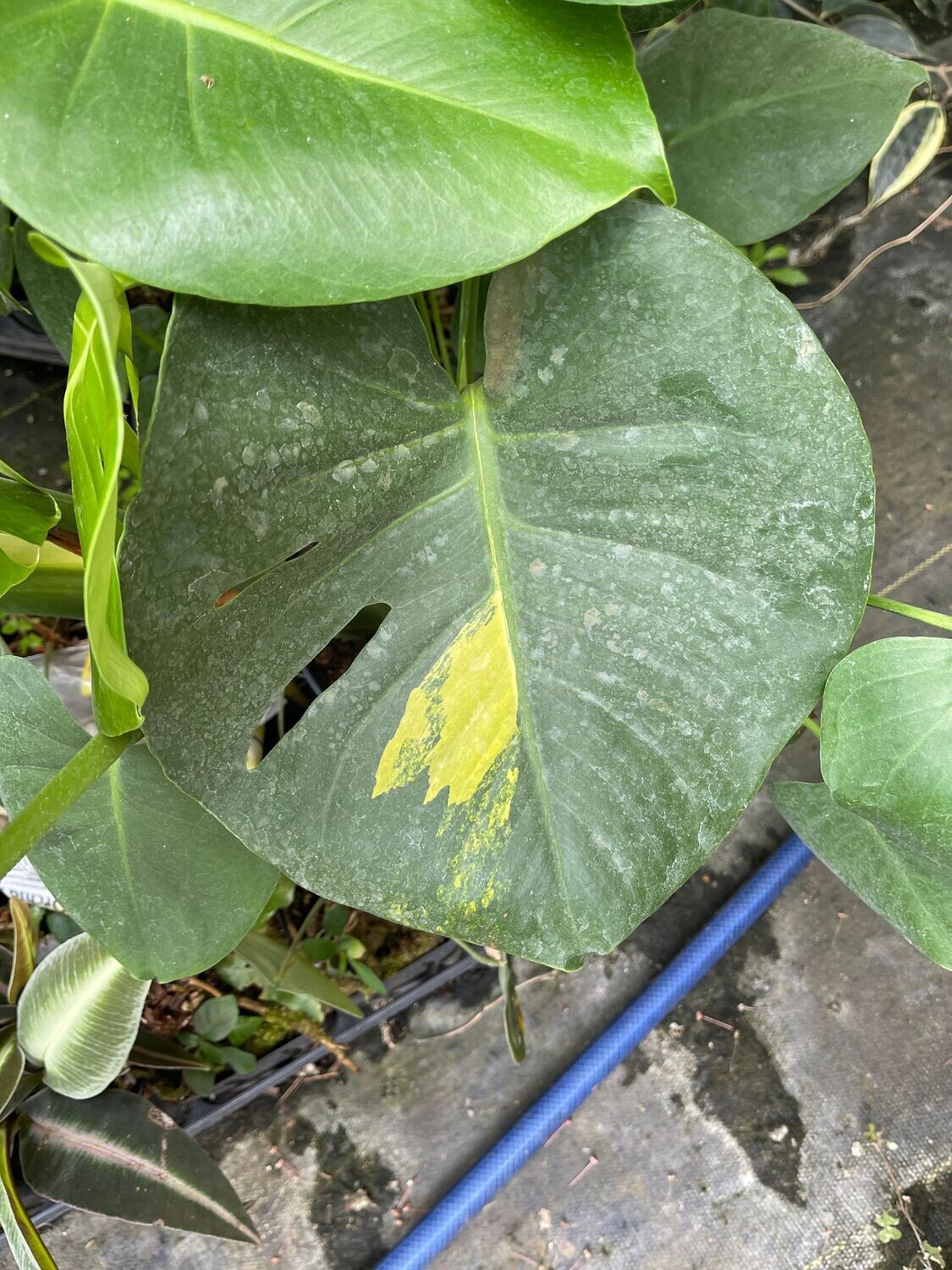 LARGE FORM AUREA MONSTERA - 10" POT