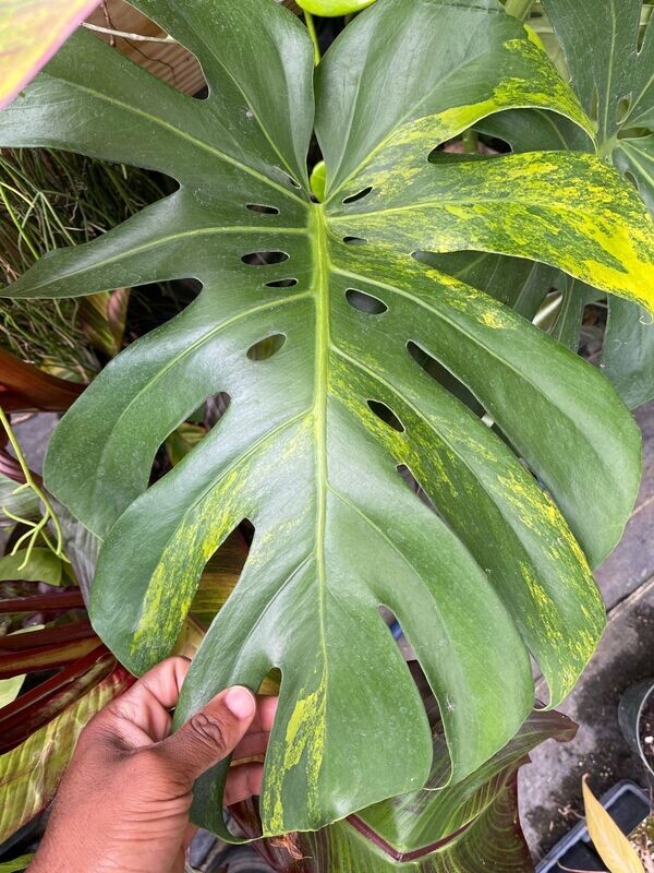 LARGE FORM AUREA MONSTERA - 10" POT