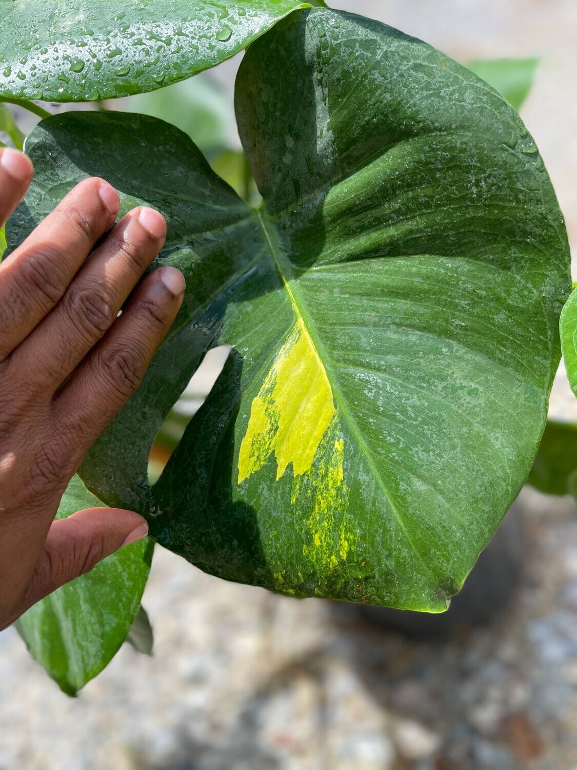 philodendron princess pink Pink Princess Philodendron | Rare Plants