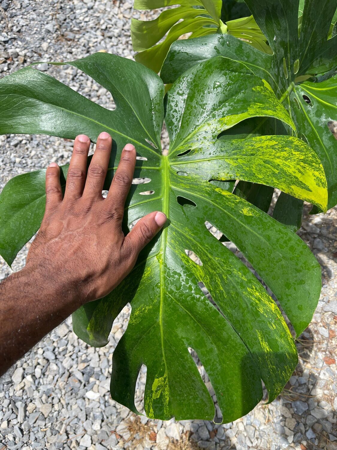 LARGE FORM AUREA MONSTERA - 10" POT