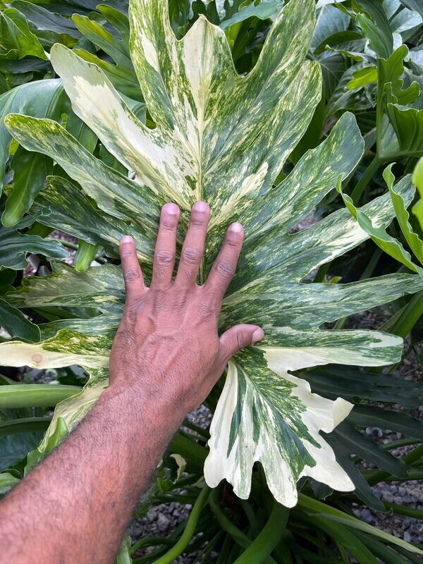 Thaumatophylum bipinnatifidum 'Hope' (Formely Philodendron selloum 'Hope')