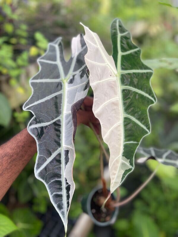 Alcoasia amazonica 'Variegata' (NOT ALOCASIA 'POLLY')