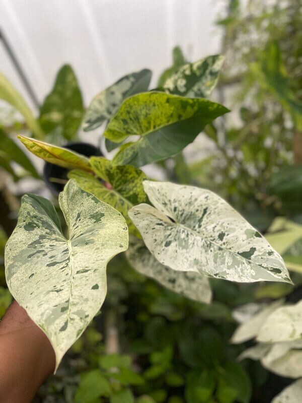 Philodendron ilsemanii