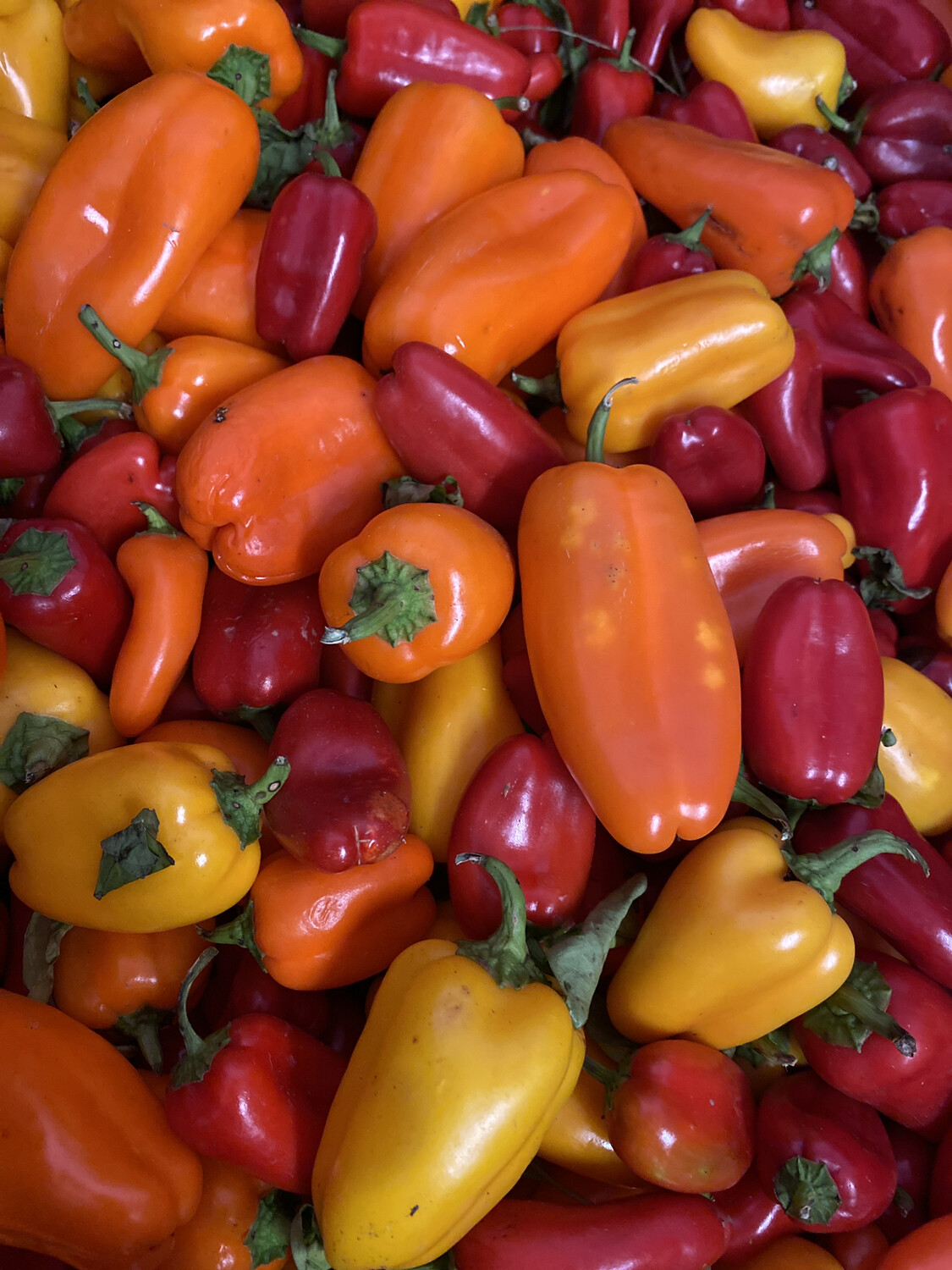 Lunch Box Peppers Pound Tangerini’s Own