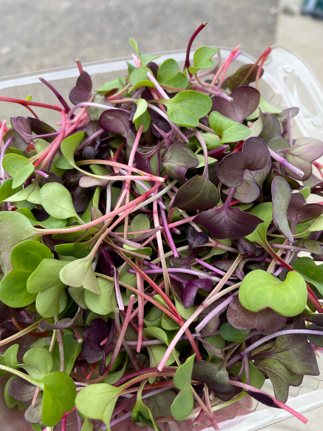 Microgreens Tangerini's Own