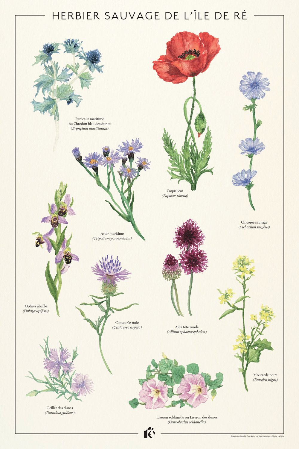 Affiche Herbier de l'île de Ré
