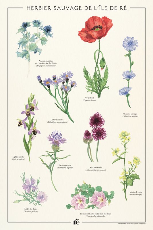 Affiche Herbier de l'île de Ré