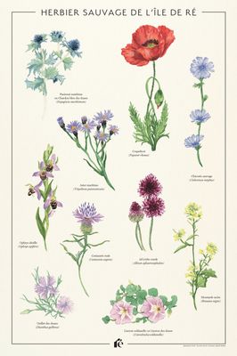 Affiche Herbier de l'île de Ré