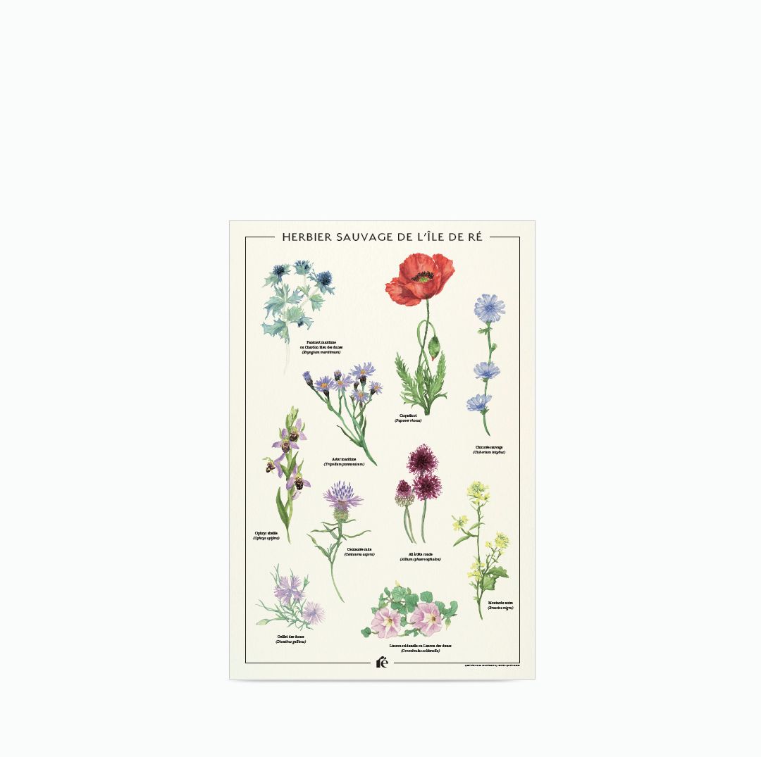 Affiche Herbier de l'île de Ré