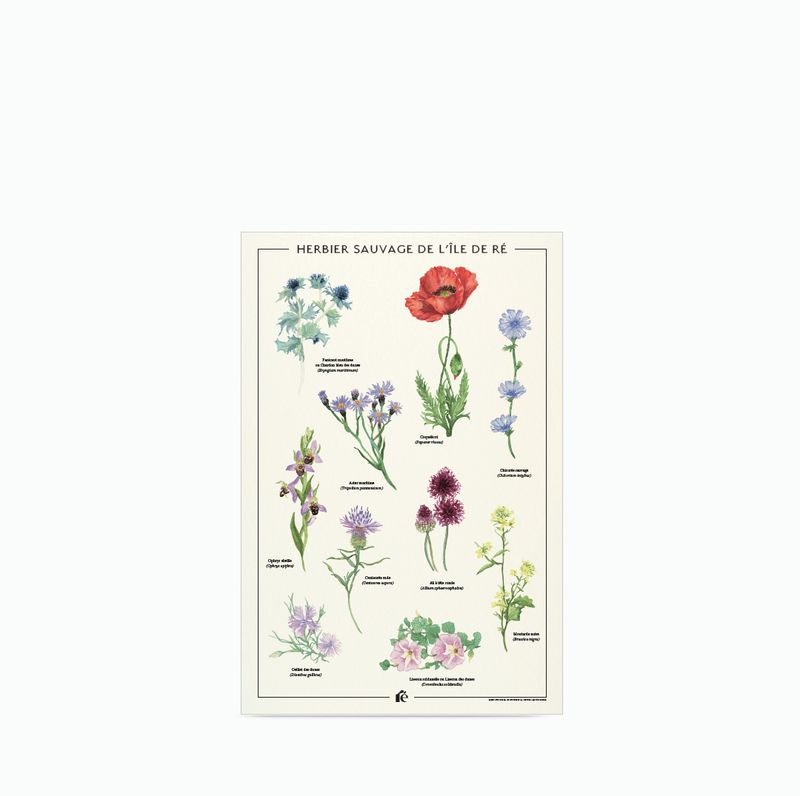 Affiche Herbier de l'île de Ré