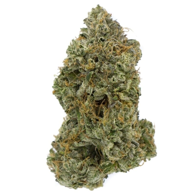 OG Shark