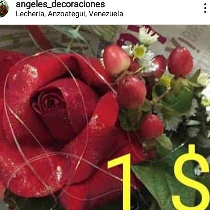 1 Rosa presentación de regalo con lazo y tarjeta