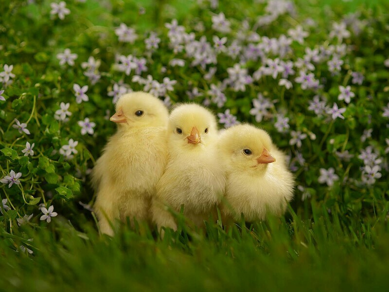 Bresse Chicken