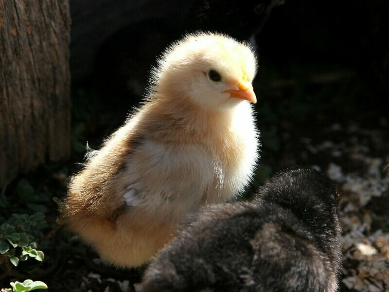 Icelandic Chicken