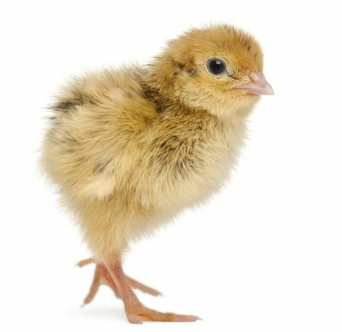 Japanese White Quail