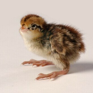 Bob White Quail