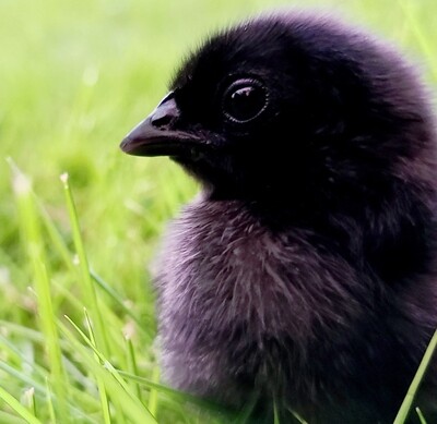 Ayam Cemani Chicken