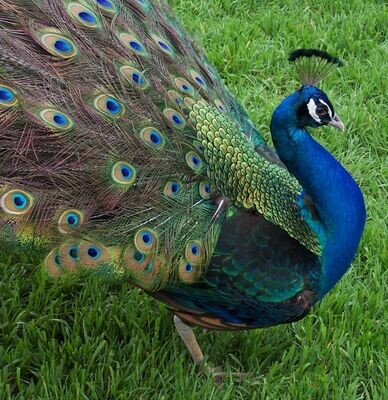 Black Shouldered Peafowl