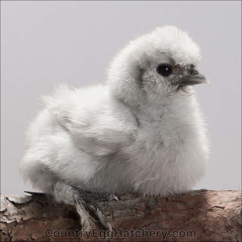 Splash Silkie Chicken