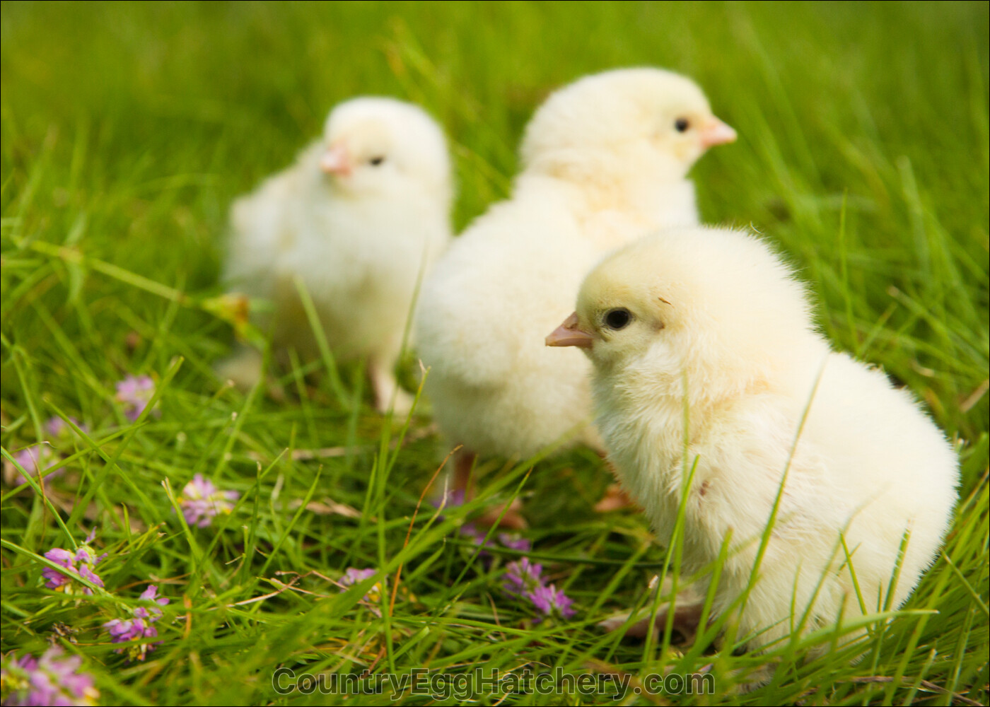 Light Brahma Chicken