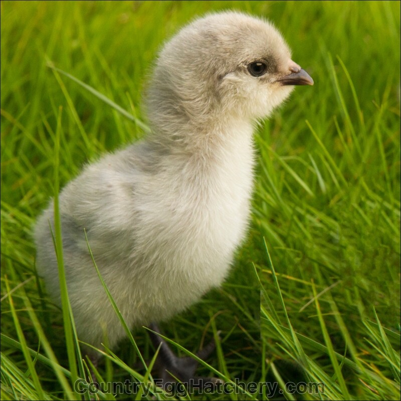 Lavender Ameraucana Chicken