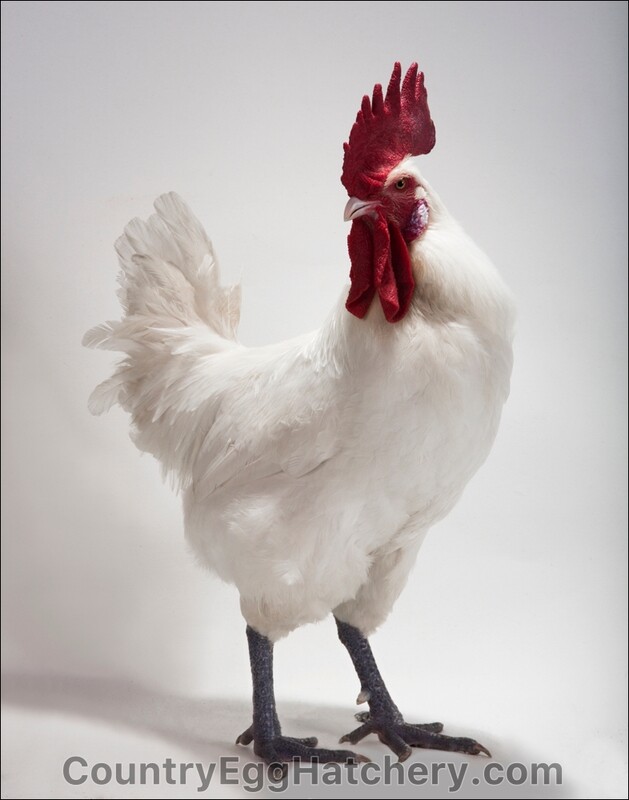 Bresse Chicken