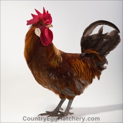 Icelandic Chicken