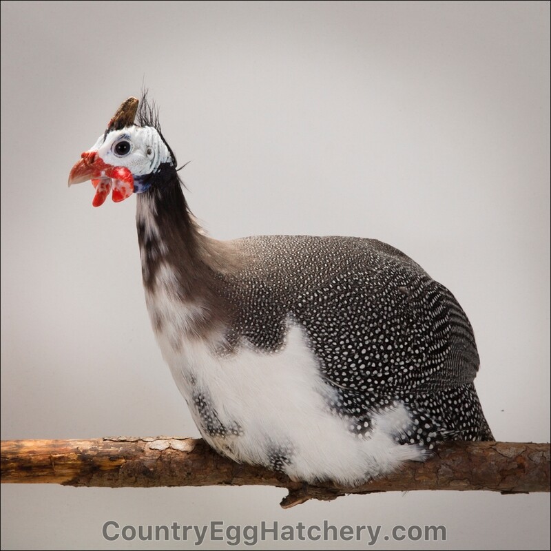 Pearl Guineafowl