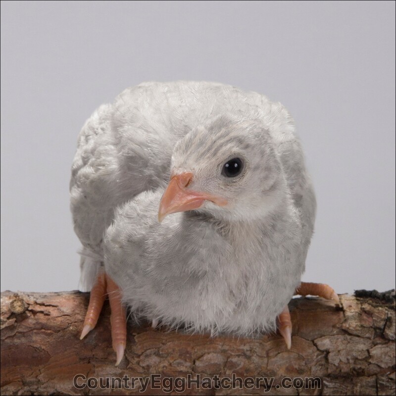 Lavender Guineafowl