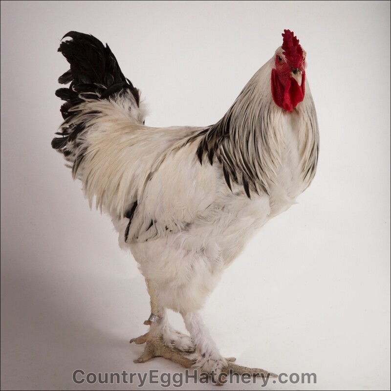 Light Brahma Chicken