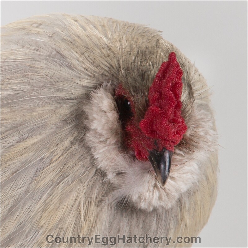 Lavender Ameraucana Chicken