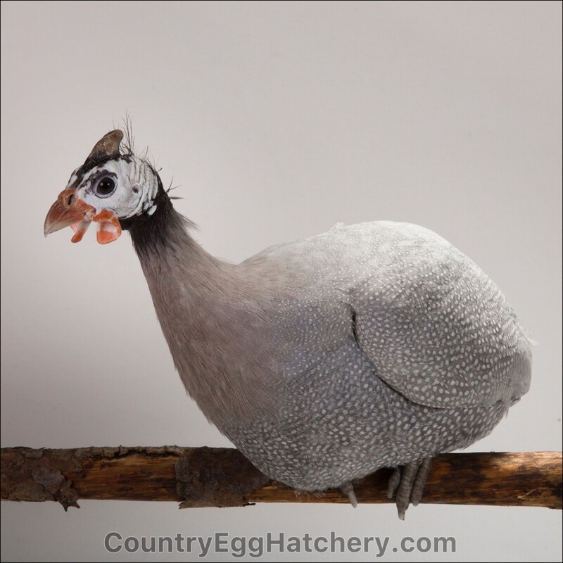Lavender Guineafowl
