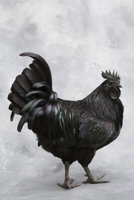 Ayam Cemani Chicken