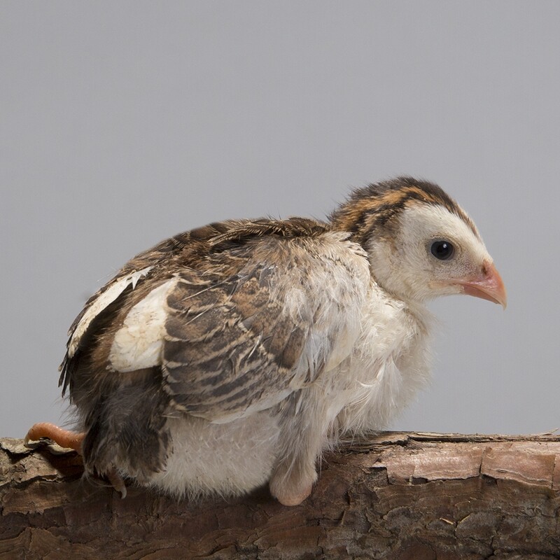 Pearl Guineafowl, Pearl Guinea, Select An Option:: Pearl Guinea Chick (Straight Run)