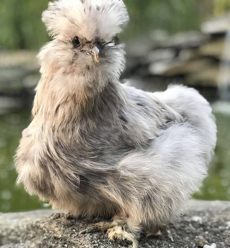 Splash Silkie Chicken