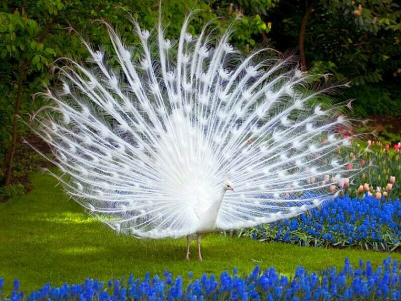 White Peafowl