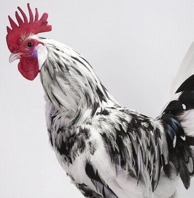 Orust Chicken