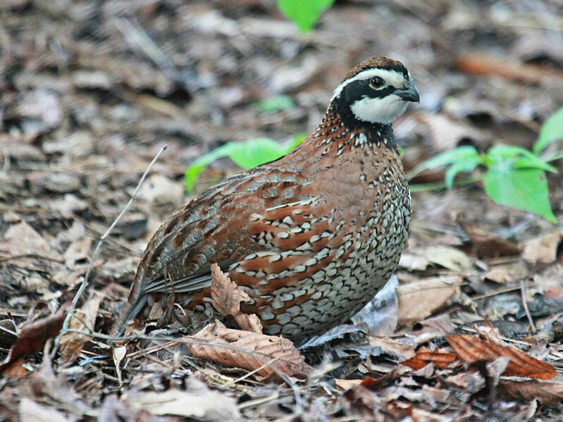Bob White Quail
