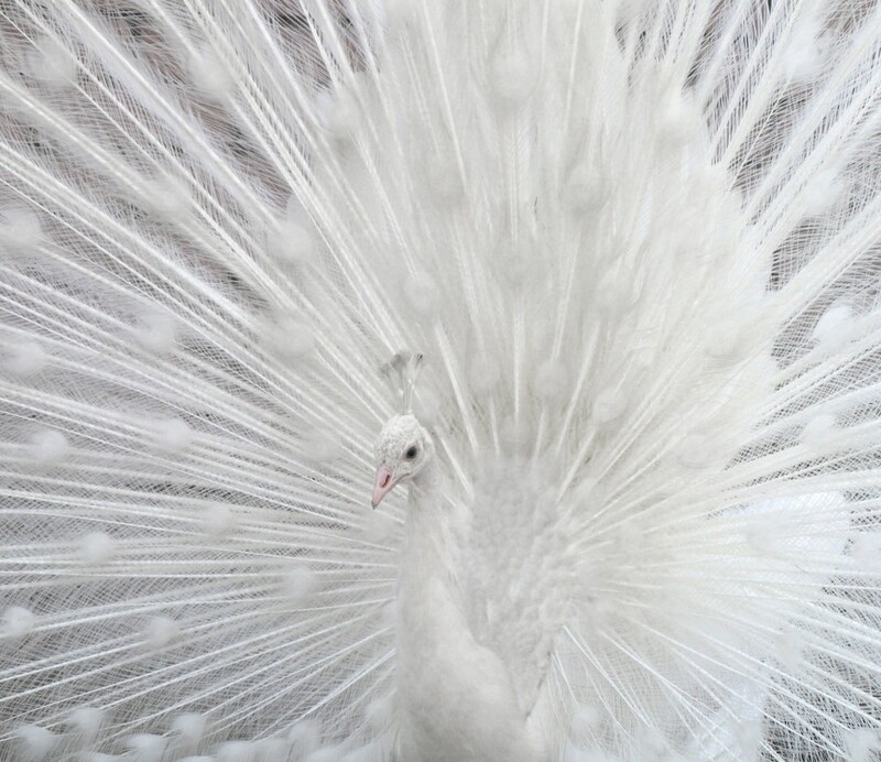 White Peafowl