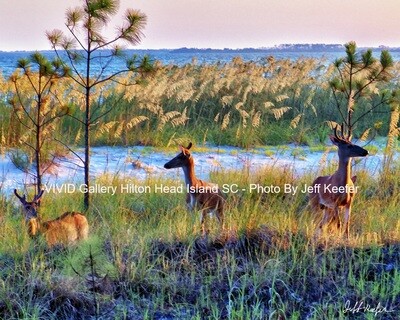 Deer Family in the Marsh.