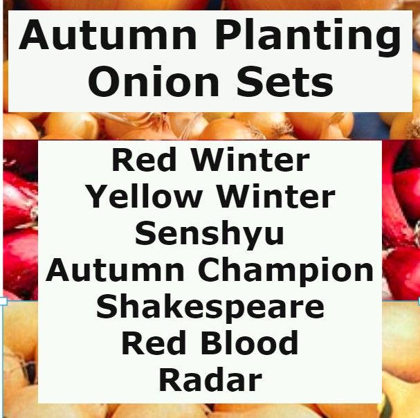 Autumn Planting Onion Sets