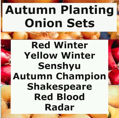 Autumn Planting Onion Sets