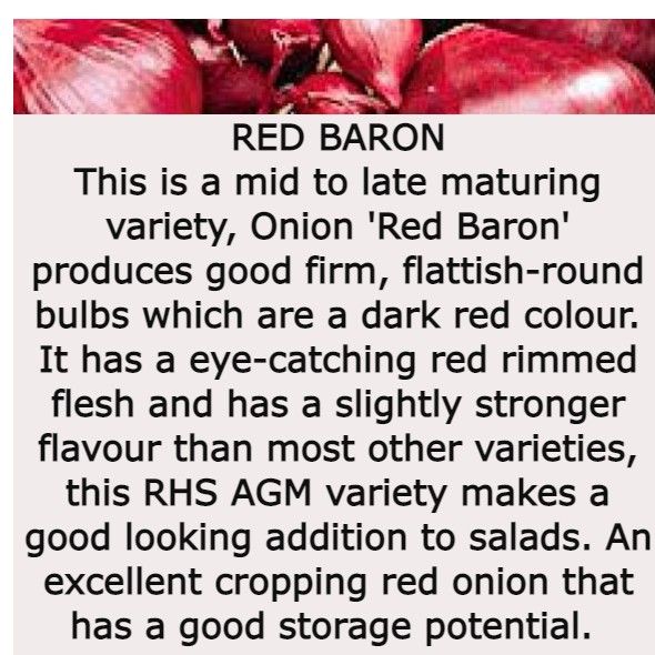 Spring Planting Onion Sets