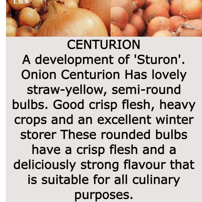 Spring Planting Onion Sets