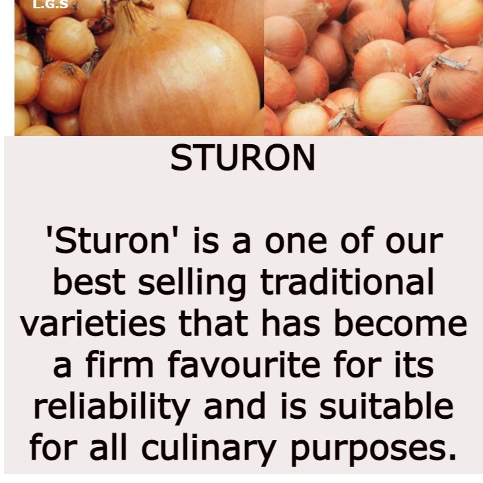 Spring Planting Onion Sets