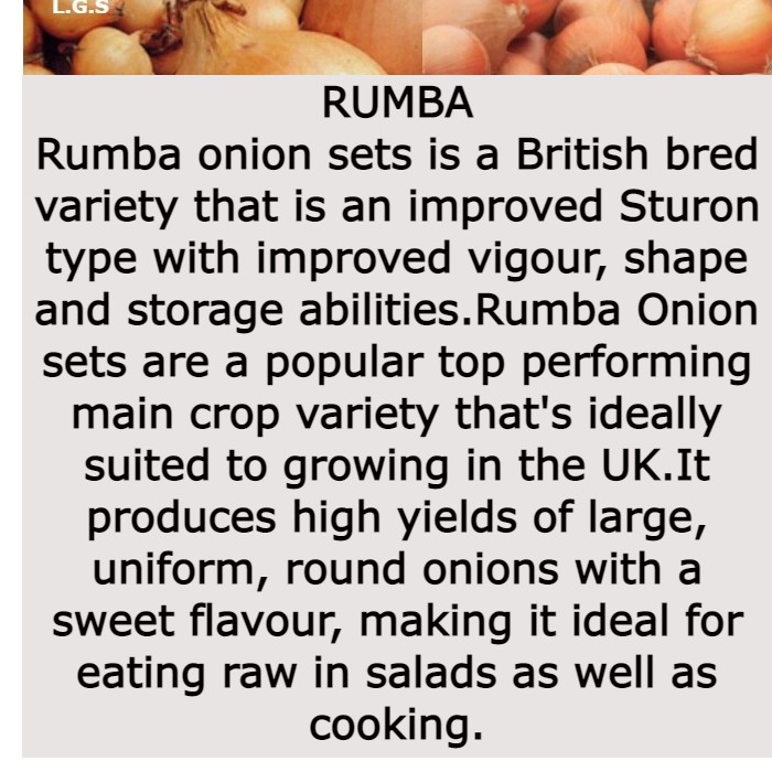 Spring Planting Onion Sets