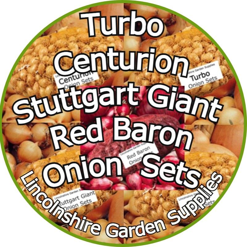 Spring Planting Onion Sets