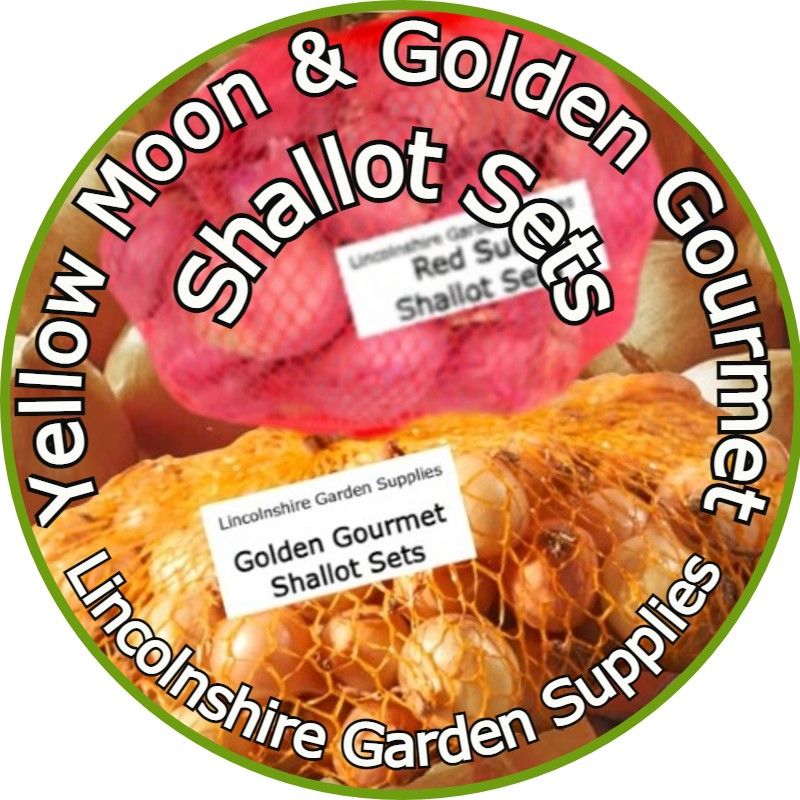Shallot Sets